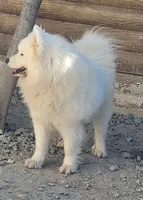 Adult Female - 2 years - Breeding rights, a female Samoyed for sale in Louisville, CO – 4 of 5