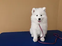 Fiesta (pink collar), a female Samoyed for sale in Louisville, CO – 2 of 6
