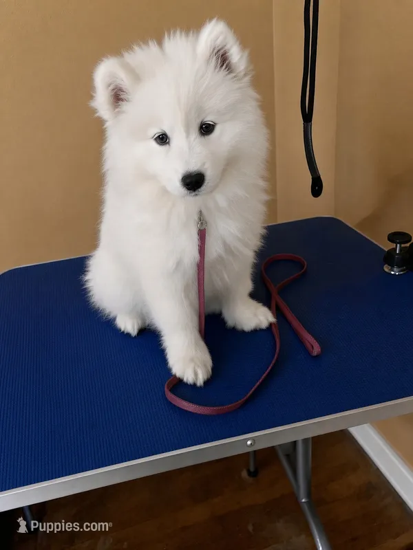 Fiesta (pink collar) – Samoyed puppy for sale in Louisville, CO