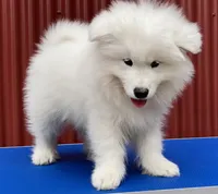Baby Jag (light blue collar), a male Samoyed for sale in Louisville, CO – 2 of 3