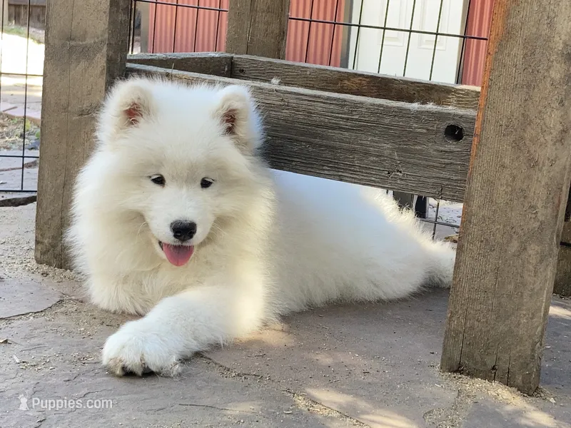 Boots (yellow collar) – Samoyed puppy for sale in Louisville, CO