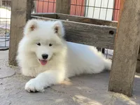Boots (yellow collar), a female Samoyed for sale in Louisville, CO – 1 of 6