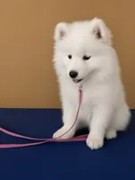 Fiesta (pink collar), a female Samoyed for sale in Louisville, CO – 5 of 6