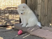 Boots (yellow collar), a female Samoyed for sale in Louisville, CO – 3 of 6