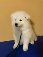 Isa (dark blue collar), a female Samoyed for sale in Louisville, CO – 2 of 5