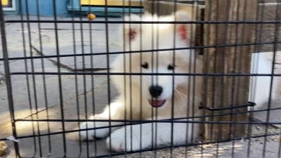 Boots (yellow collar), a female Samoyed for sale in Louisville, CO – 6 of 6