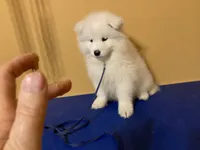 Isa (dark blue collar), a female Samoyed for sale in Louisville, CO – 4 of 5