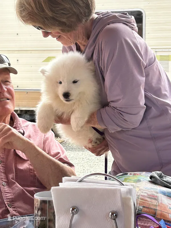 Swiper/Purple (Mr. Purps) – Samoyed puppy for sale in Louisville, CO