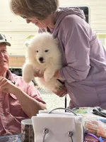 Swiper/Purple (Mr. Purps), a male Samoyed for sale in Louisville, CO – 1 of 4
