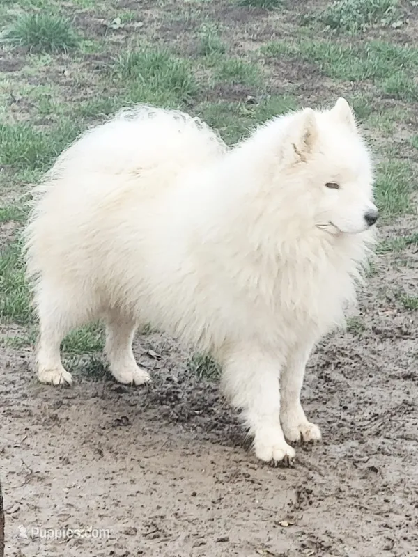 Adult Male - 4 years  - Breeding rights – Samoyed puppy for sale in Louisville, CO