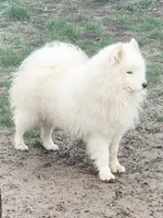 Adult Male - 4 years  - Breeding rights, a male Samoyed for sale in Louisville, CO – 1 of 2