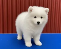 Diego (green collar), a male Samoyed for sale in Louisville, CO – 3 of 7