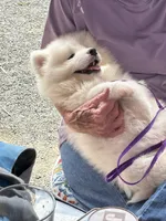 Swiper/Purple (Mr. Purps), a male Samoyed for sale in Louisville, CO – 2 of 4