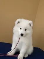 Fiesta (pink collar), a female Samoyed for sale in Louisville, CO – 3 of 6