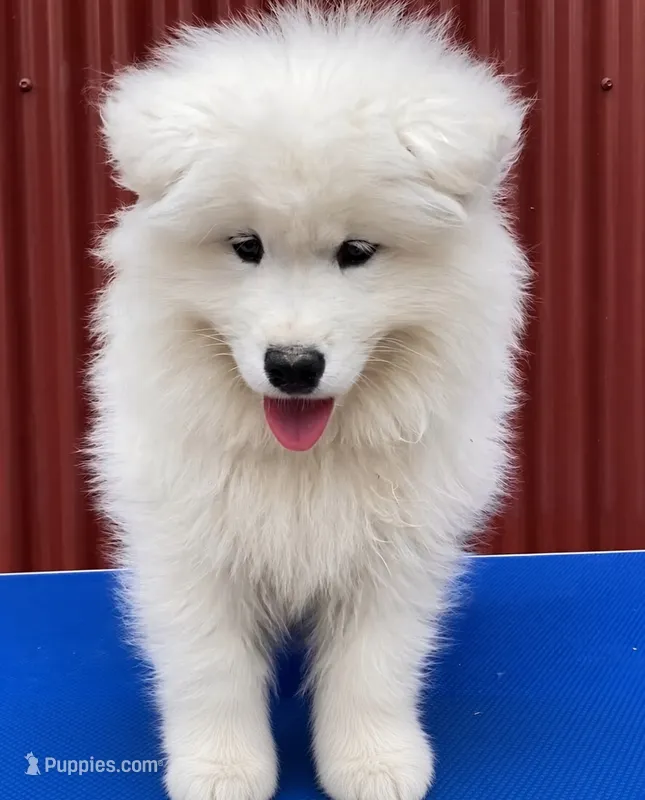 Baby Jag (light blue collar) – Samoyed puppy for sale in Louisville, CO