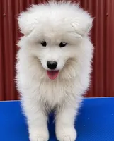 Baby Jag (light blue collar), a male Samoyed for sale in Louisville, CO – 1 of 3
