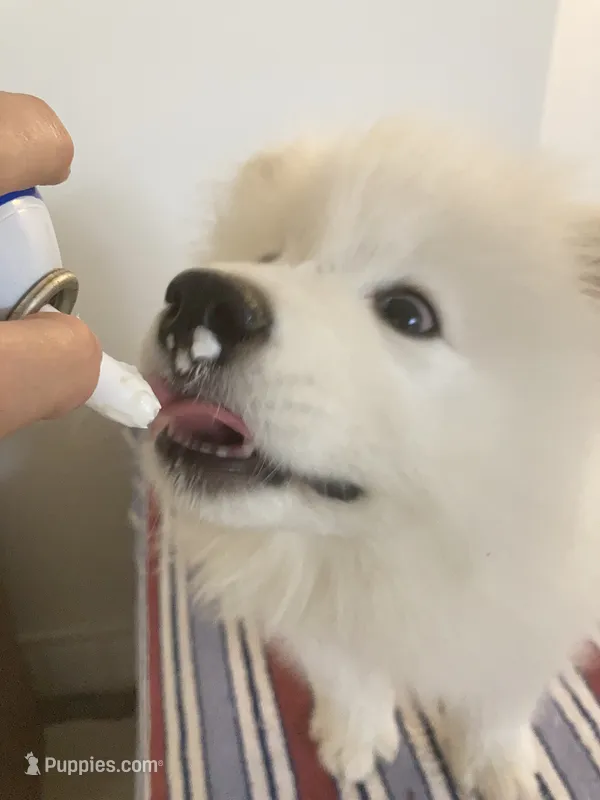 Baby Jag (light blue collar) – Samoyed puppy for sale in Louisville, CO