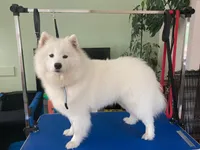 Adult Female - 2 years - Breeding rights, a female Samoyed for sale in Louisville, CO – 5 of 5