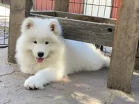 Boots (yellow collar), a female Samoyed for sale in Louisville, CO – 5 of 6