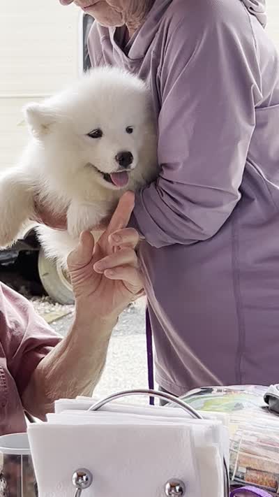 Swiper/Purple (Mr. Purps), a male Samoyed for sale in Louisville, CO – 4 of 4