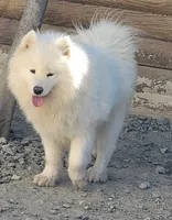 Adult Female - 2 years - Breeding rights, a female Samoyed for sale in Louisville, CO – 3 of 5
