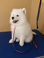 Fiesta (pink collar), a female Samoyed for sale in Louisville, CO – 4 of 6
