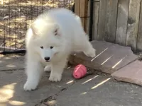 Boots (yellow collar), a female Samoyed for sale in Louisville, CO – 2 of 6