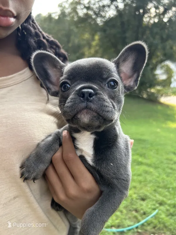 Skyla – French Bulldog puppy for sale in Ellenwood, GA