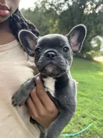 Skyla, a female French Bulldog for sale in Ellenwood, GA – 1 of 1