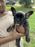 Zeus, a male French Bulldog for sale in Ellenwood, GA – 1 of 1