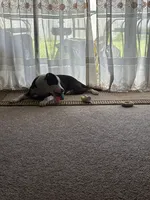 Remi, a male American Pit Bull Terrier and Labrador Retriever for sale in Oakleaf Plantation, FL – 3 of 6