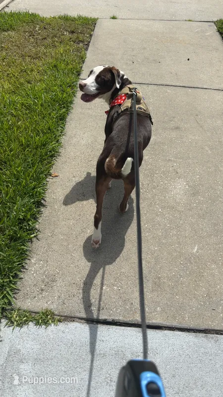 Remi – American Pit Bull Terrier, Labrador Retriever puppy for sale in Oakleaf Plantation, FL