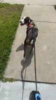 Remi, a male American Pit Bull Terrier and Labrador Retriever for sale in Oakleaf Plantation, FL – 1 of 6