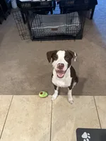 Remi, a male American Pit Bull Terrier and Labrador Retriever for sale in Oakleaf Plantation, FL – 4 of 6
