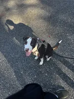 Remi, a male American Pit Bull Terrier and Labrador Retriever for sale in Oakleaf Plantation, FL – 6 of 6