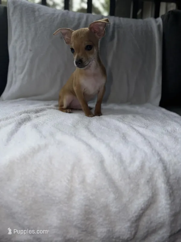Light Bright – Chihuahua puppy for sale in Morrow, GA