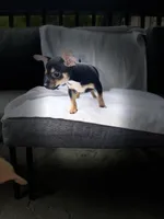 Rica, a female Chihuahua for sale in Morrow, GA – Photo 2 of 2