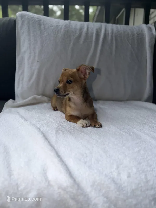 Red II – Chihuahua puppy for sale in Morrow, GA