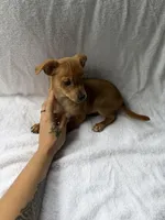 Red, a male Chihuahua for sale in Morrow, GA – Photo 2 of 2