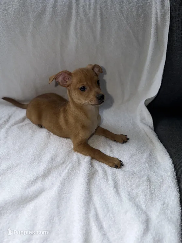 Red – Chihuahua puppy for sale in Morrow, GA