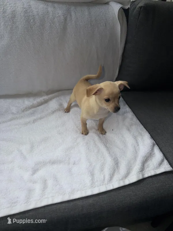 Pola – Chihuahua puppy for sale in Morrow, GA