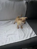 Pola, a female Chihuahua for sale in Morrow, GA – Photo 1 of 2