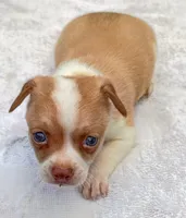 Fawn paint , a male Chihuahua for sale in Tuscumbia, AL – 4 of 5