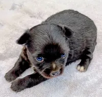 Long coat female, a female Chihuahua for sale in Tuscumbia, AL – 3 of 3