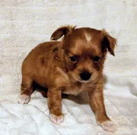 Long coat male , a male Chihuahua for sale in Tuscumbia, AL – 1 of 2