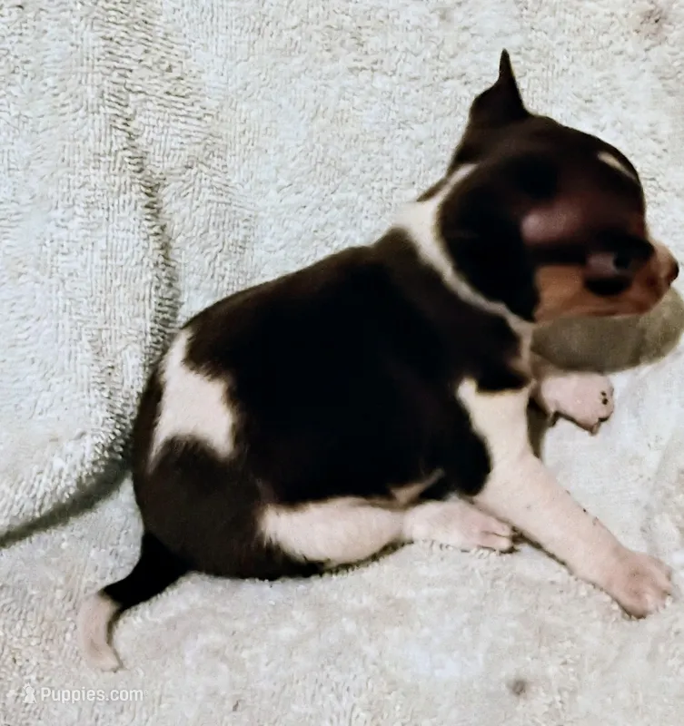 Patches  – Chihuahua puppy for sale in Tuscumbia, AL