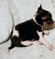 Patches , a female Chihuahua for sale in Tuscumbia, AL – 1 of 2