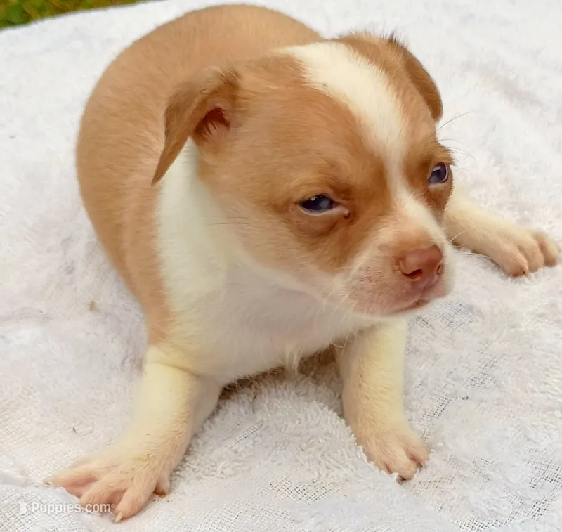 Fawn paint  – Chihuahua puppy for sale in Tuscumbia, AL