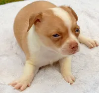 Fawn paint , a male Chihuahua for sale in Tuscumbia, AL – 1 of 5