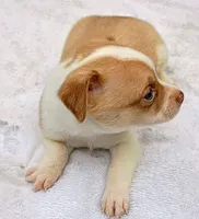 Fawn paint , a male Chihuahua for sale in Tuscumbia, AL – 2 of 5